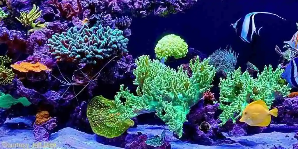 Healthy reef aquarium with copperband, morish idol, and yellow tangs.