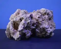 Live Rock sample from Boomie Reef