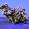 Irregular Piece of Live Rock